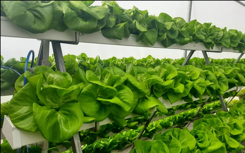 Hydroponics is an innovative agricultural technique that has gained significant attention in recent years