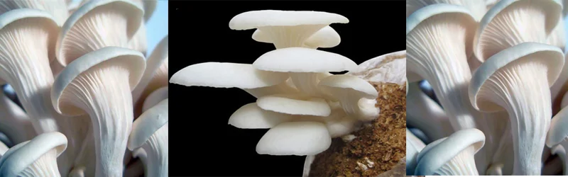 Mushroom Type: White Oyster