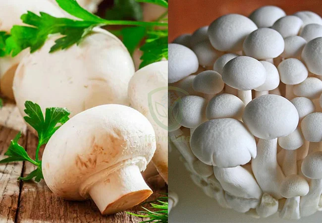 Growing-mushrooms-at-home