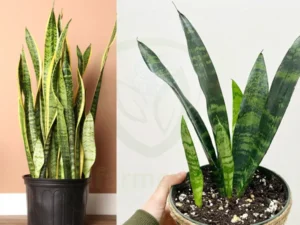 snake plant propagation