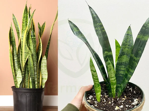 snake plant propagation